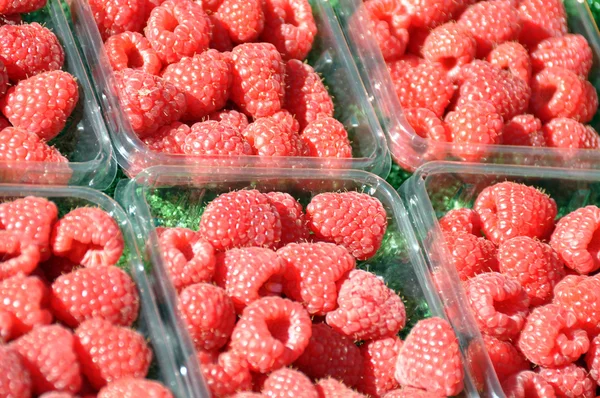 Himbeeren — Stockfoto