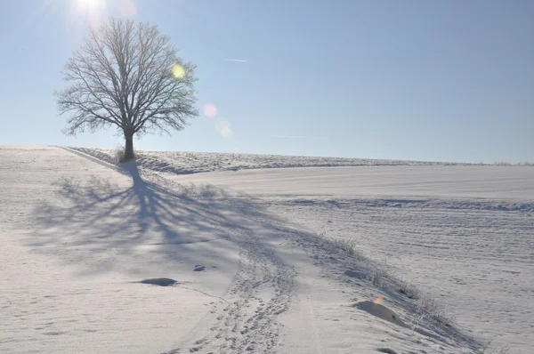 Einsame Eiche in winterlicher Landschaft — Stockfoto