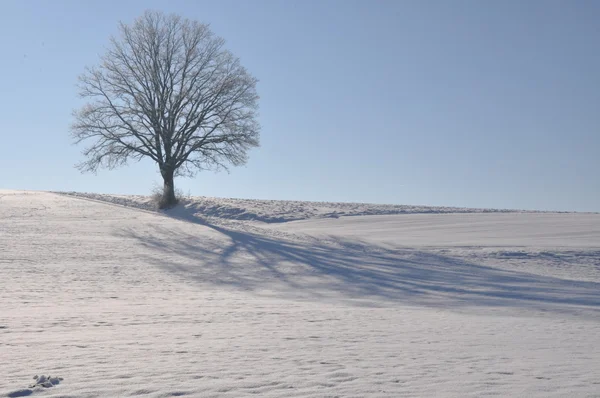 Einsame Eiche in winterlicher Landschaft — Stockfoto