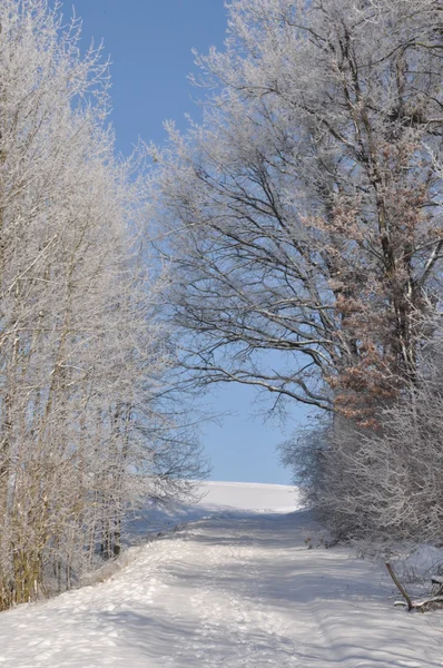 Weg door winter snow forest — Stockfoto