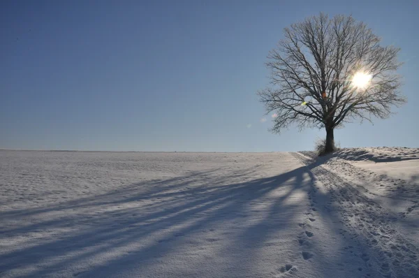 Lonesome eiken in de winterlandschap — Stockfoto