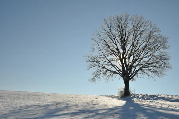 Einsame Eiche in winterlicher Landschaft — Stockfoto