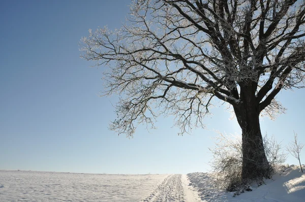 Oak kesepian di lanskap musim dingin — Stok Foto
