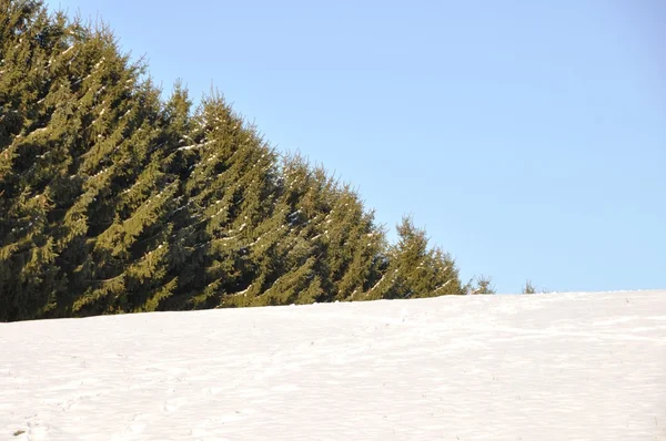 Vinterlandskap med skog — Stockfoto