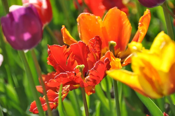 Tulpen — Stockfoto