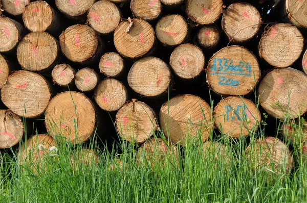 Pile of timber — Stock Photo, Image