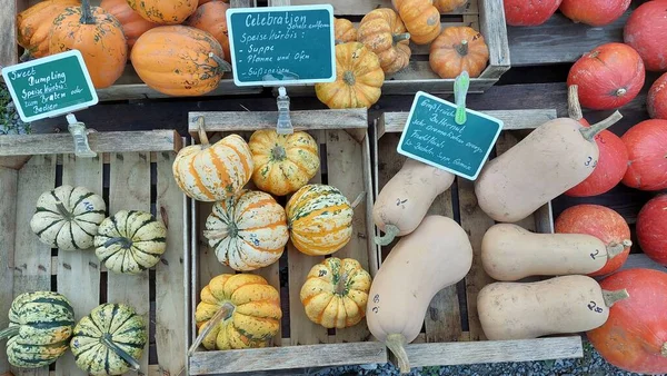 Abóboras Caixa Madeira Mercado Com Preço — Fotografia de Stock