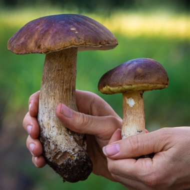 Orman zemininde insan eliyle yenilebilir porcini mantarı