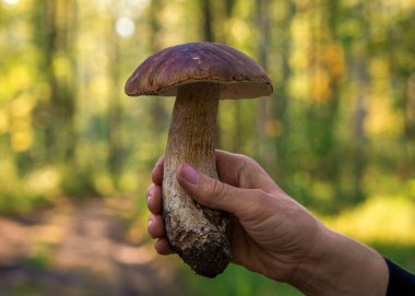 Orman zemininde insan eliyle yenilebilir porcini mantarı