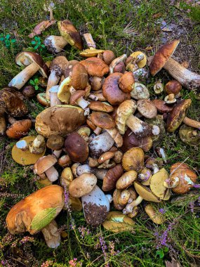 Ormanda bir sürü yenilebilir mantar topladım.