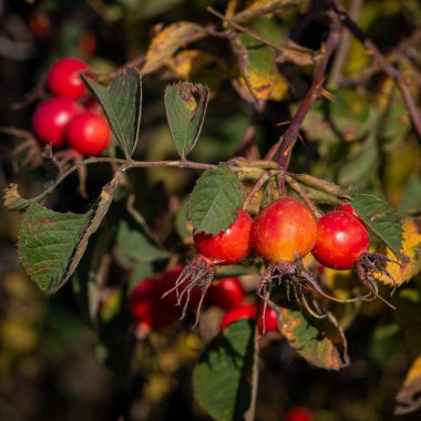 Dikenli çalıların üzerinde büyük kırmızı sulu vitamin gülü kalçalar