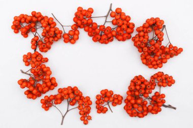 Parlak doymuş portakal suyu böğürtlenli bir demet rowan meyvesi. Beyaz arka planda izole edilmiş ve kopyalama alanı var.