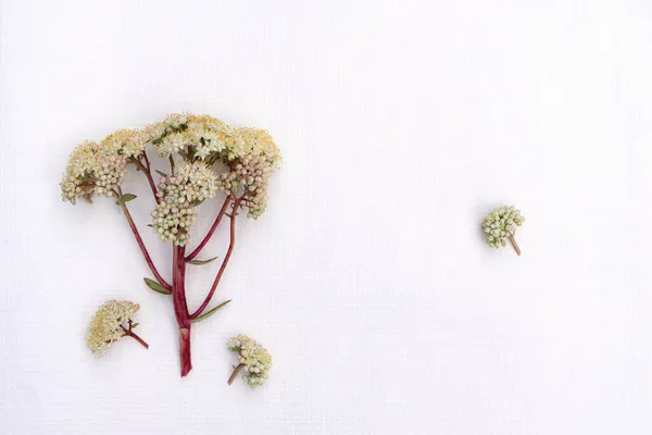 Karta Okolicznościowa Bukietem Dzikich Kwiatów Przestrzenią Kopiowania — Zdjęcie stockowe