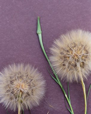 Tasarım için kopya alanı olan büyük kabarık karahindibaların çiçek düzenlemesi.