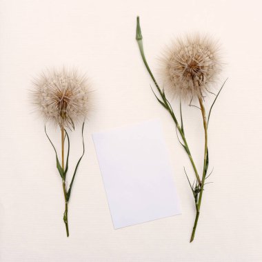 Tasarım için kopya alanı olan büyük kabarık karahindibaların çiçek düzenlemesi.