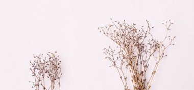 Tasarım için kopyalama alanı olan kuru bitkiler içeren kart