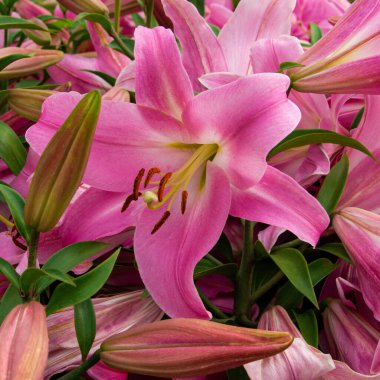 Çiçek tarlasında parlak narin zambak çiçekleri