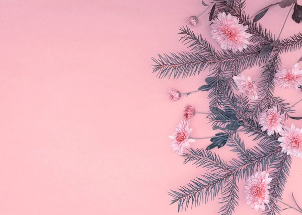 粉红色背景的云杉枝和菊花花束 有复制空间 — 图库照片