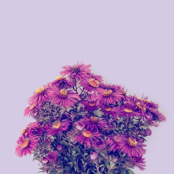 Bouquet Purple Flowers Copy Space Design — Stock Photo, Image