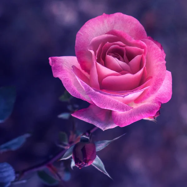 Bright Large Pink Rose Close Macro Toning — Stock Photo, Image