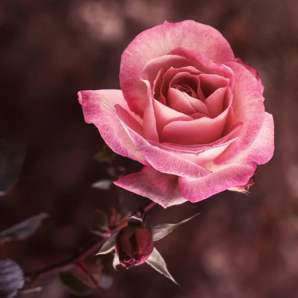 Gros Plan Rose Rose Vif Macro Tonifiant — Photo