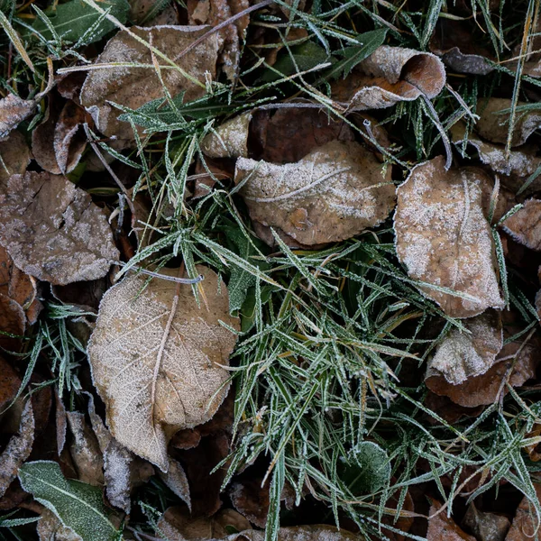 Hintergrund Aus Trockenen Blättern Und Kräutern Die Frühen Morgen Mit — Stockfoto