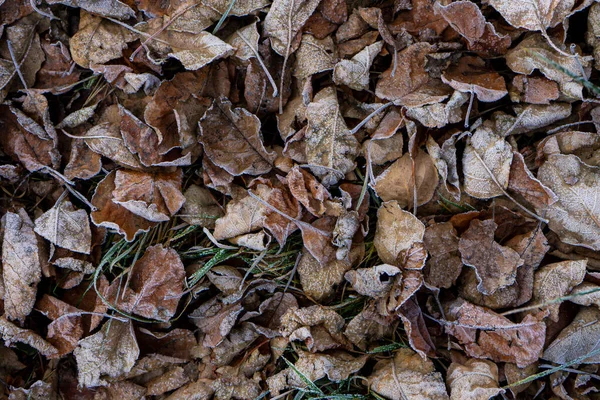 Background Dry Leaves Herbs Covered Hoarfrost Early Morning — Stock Photo, Image