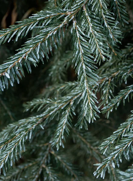 Gałęzie Świerkowe Evergreen Krótkimi Igłami Pokrytymi Mrozem — Zdjęcie stockowe
