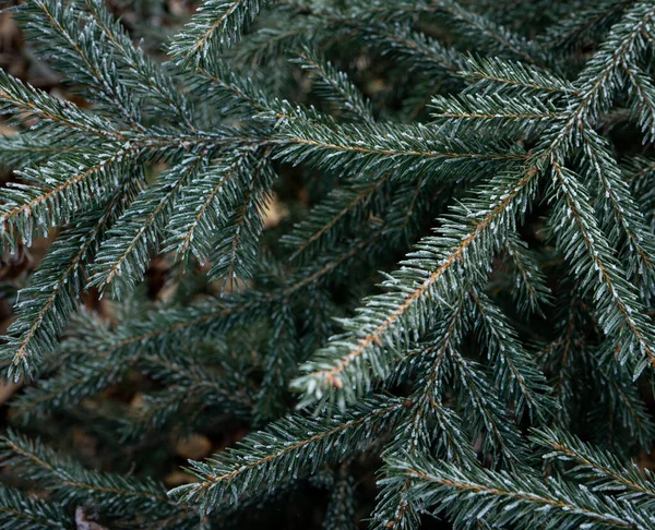 霜で覆われた短い針で常緑のトウヒの枝 — ストック写真