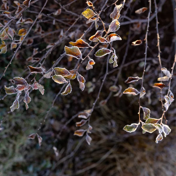 Twigs Φωτεινά Κίτρινα Φύλλα Καλυμμένα Παγετό Φωτισμένα Από Τον Ήλιο — Φωτογραφία Αρχείου