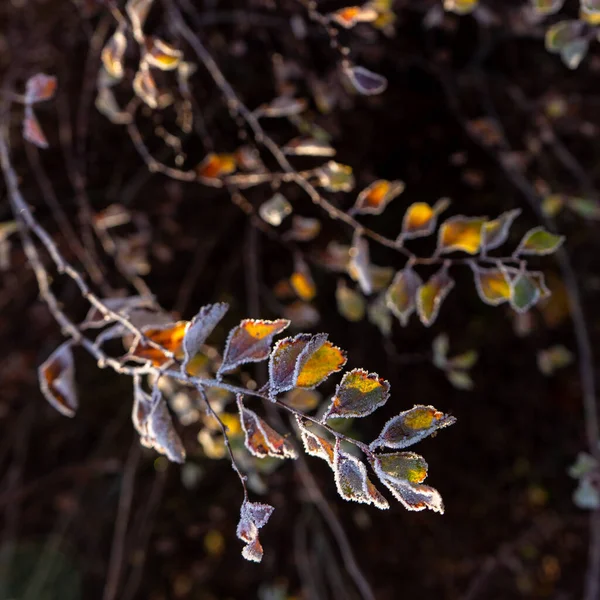 Twigs Φωτεινά Κίτρινα Φύλλα Καλυμμένα Παγετό Φωτισμένα Από Τον Ήλιο — Φωτογραφία Αρχείου