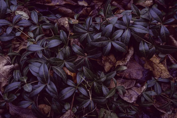 Σκούρο Φόντο Υφή Αναρριχητικών Φυτών Πυκνά Γυαλιστερά Φύλλα — Φωτογραφία Αρχείου