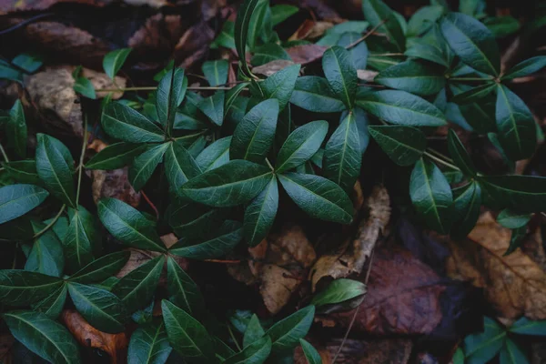 Dunkler Hintergrund Oder Struktur Von Kletterpflanzen Mit Dichten Glänzenden Blättern — Stockfoto