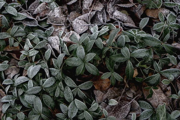 Vinrankor Med Gröna Blad Täckta Med Vit Frost — Stockfoto