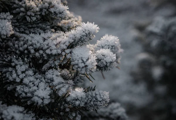 겨울에 눈으로 에버그린 가문비나무 — 스톡 사진