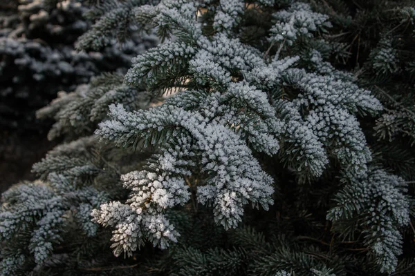 Örökzöld Lucfenyő Télen Hóval Borítva — Stock Fotó