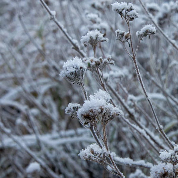 Piante Selvatiche Appassite Ricoperte Neve Bianca — Foto Stock