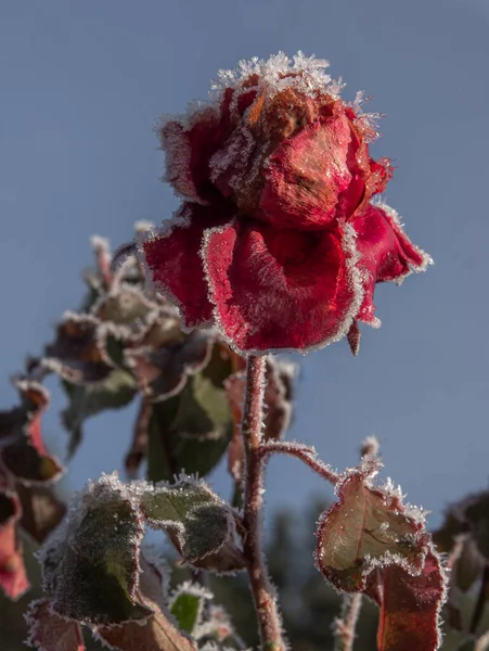Rose Rouge Séchée Congelée Recouverte Neige — Photo