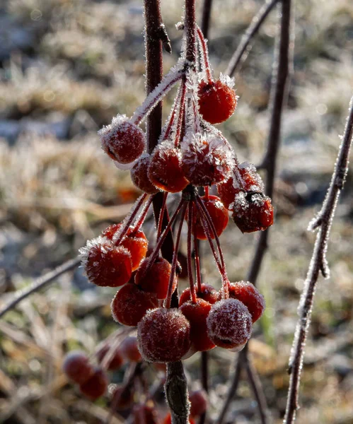 Des Grappes Givrées Petites Pommes Rouges Décoratives Sur Arbre Hiver — Photo