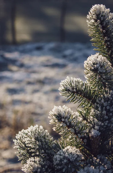 Evergreen Świerk Pokryty Śniegiem Zimie — Zdjęcie stockowe
