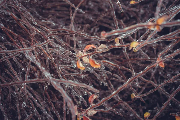 Заморожені Гілки Чагарників Листя Взимку — стокове фото