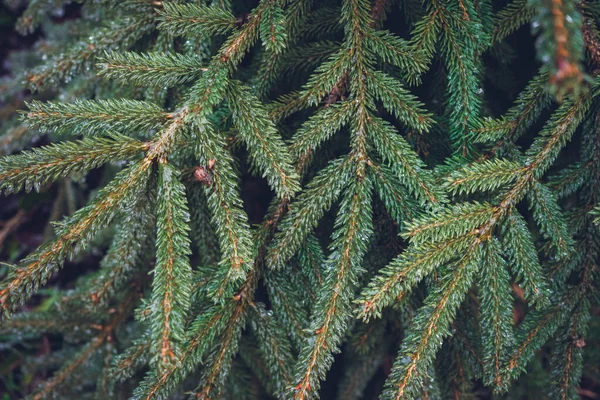 Gefrorene Nadelzweige Wurden Winter Gefressen — Stockfoto