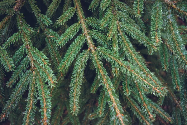 Frysta Barrträd Äts Vintern — Stockfoto