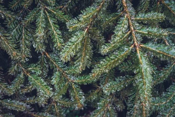 Frysta Barrträd Äts Vintern — Stockfoto