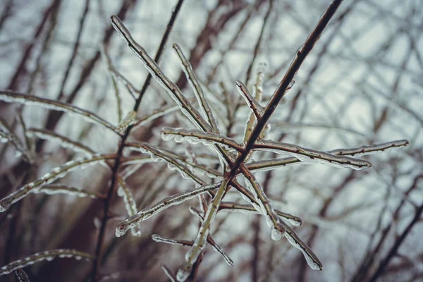 Rami Congelati Arbusti Senza Foglie Inverno — Foto Stock