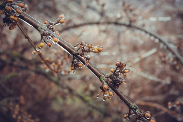Gefrorene Zweige Von Sträuchern Ohne Blätter Winter — Stockfoto