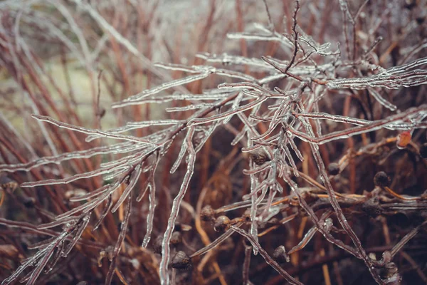 겨울에 관목의 얼어붙은 가지들 — 스톡 사진