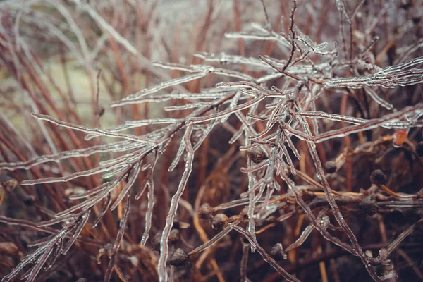 Rami Congelati Arbusti Senza Foglie Inverno — Foto Stock