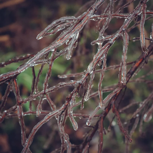 Κατεψυγμένα Κλαδιά Θάμνων Χωρίς Φύλλα Χειμώνα — Φωτογραφία Αρχείου