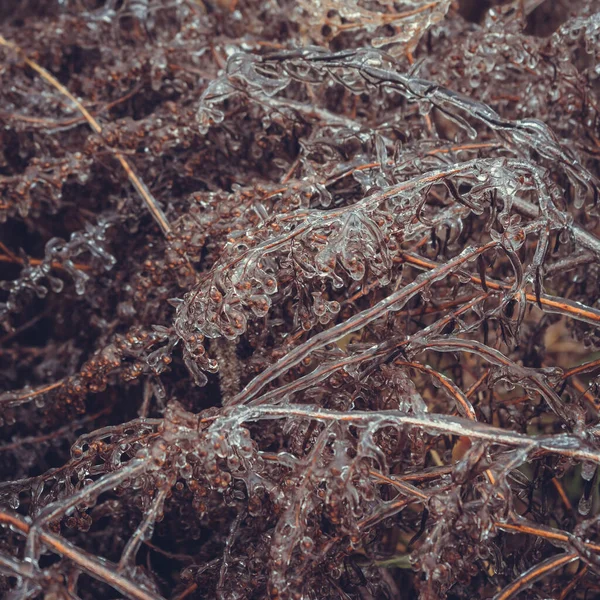 Κατεψυγμένα Κλαδιά Θάμνων Χωρίς Φύλλα Χειμώνα — Φωτογραφία Αρχείου